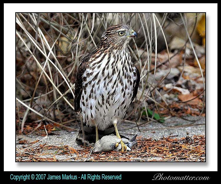 Image of 
hawk shot with Nikon D300